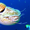 Chambered Nautilus