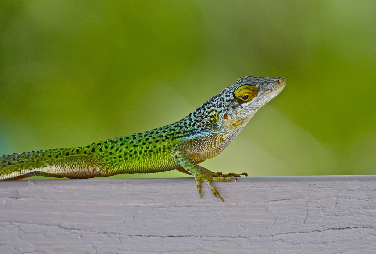 Antiguan Spotted Anole