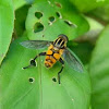 wasp-mimicking hoverfly