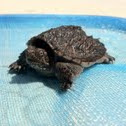 Snapper Turtle