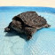 Snapper Turtle