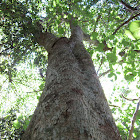 Giant Stinging Tree