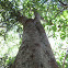 Giant Stinging Tree