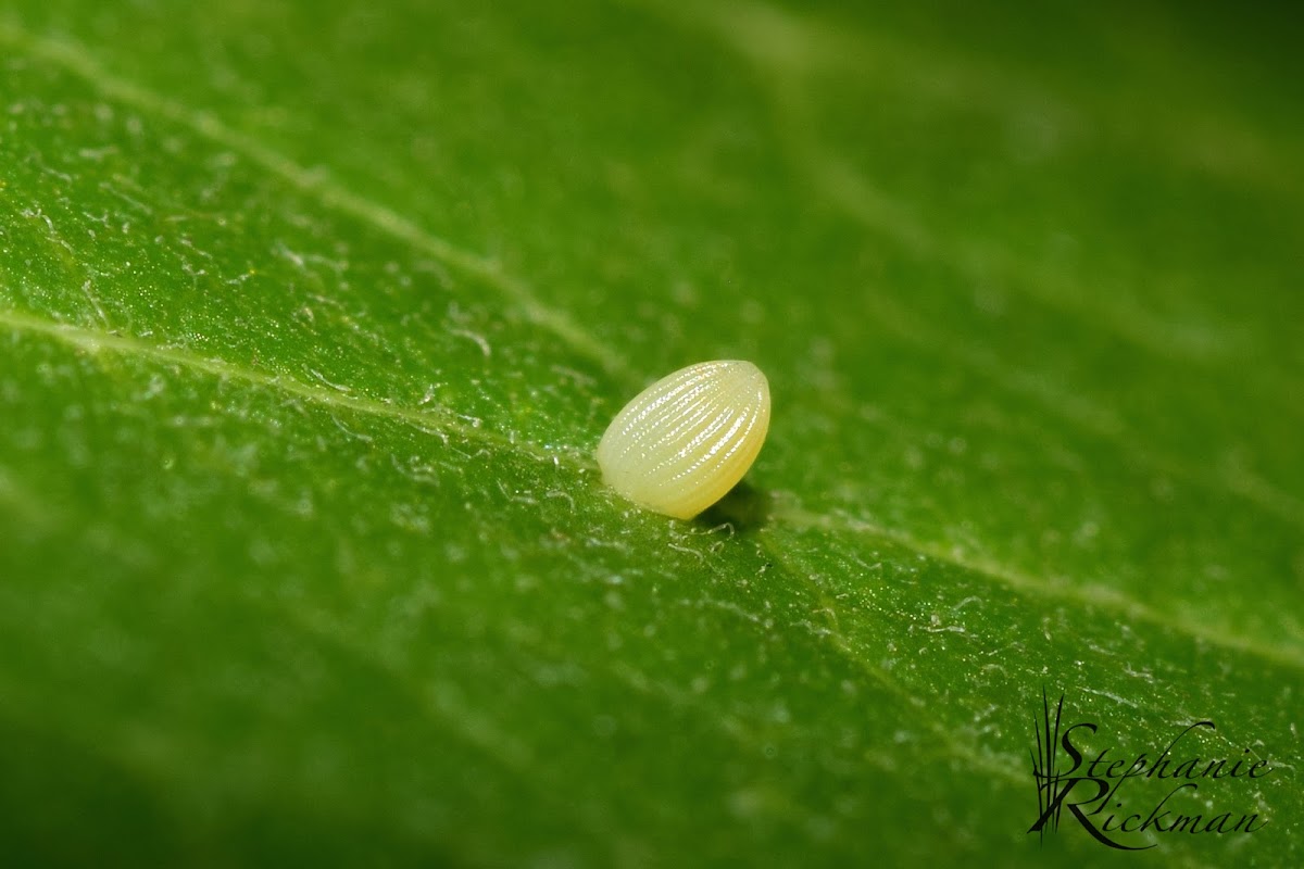 Monarch Butterfly Egg