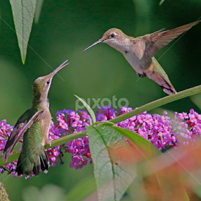Hummingbird pair  by Paul Wyman - Animals Birds