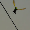 Green Bee-eater