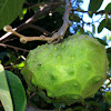 Cherimoya