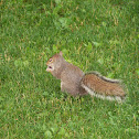 Grey Squirrel