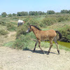 Baby Camargue horse