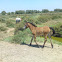 Baby Camargue horse