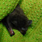 Evening bat