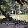 Mallards and Rock Doves (feral pigeon)