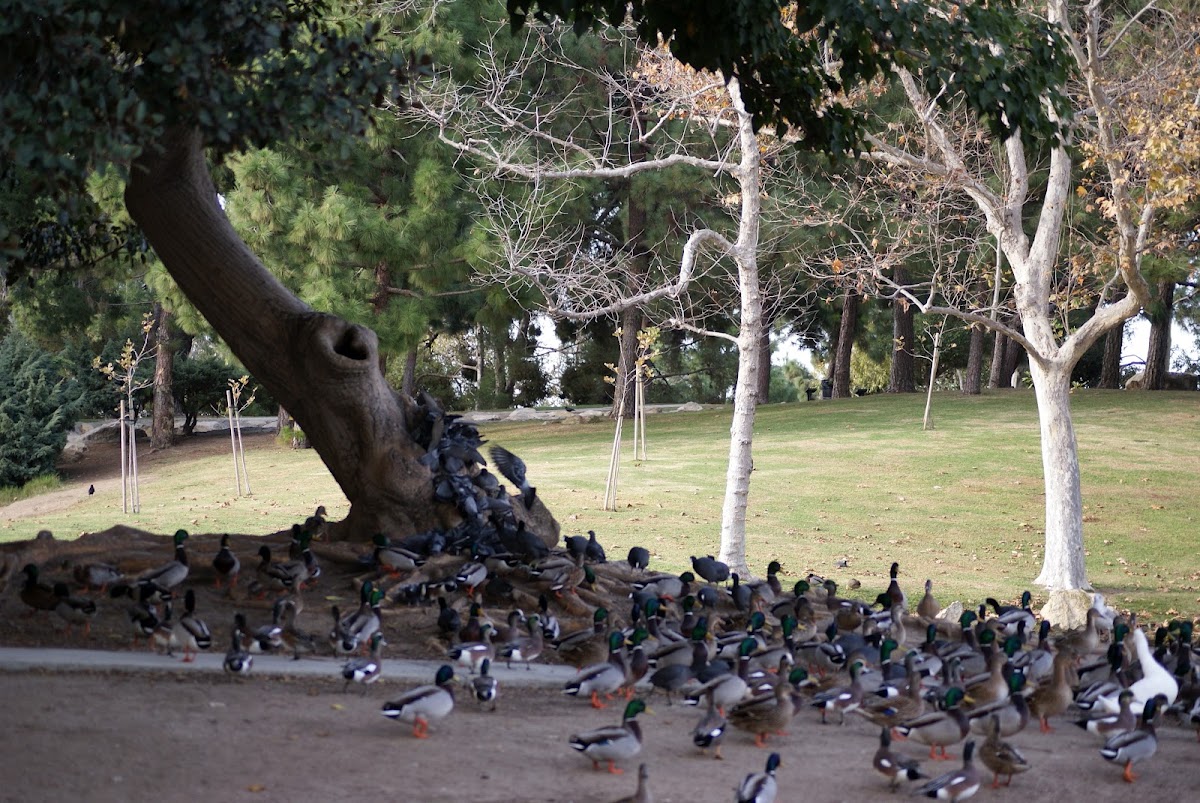 Mallards and Rock Doves (feral pigeon)