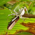 Assassin bug nymph X Spittlebug