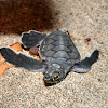 Baby Eastern Pacific Green Turtles