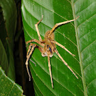 tropical wolf spider