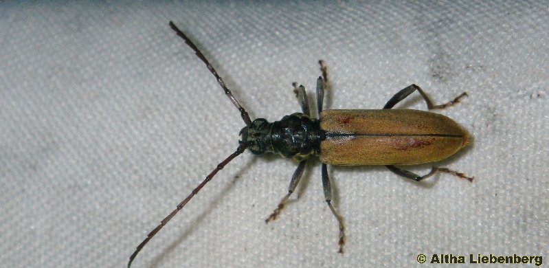 Longhorn beetle