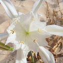 Narciso-das-Areias