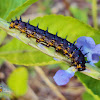 Blue Pansy Butterfly
