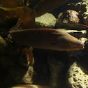 California Moray Eel