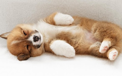 Q Puppy Live Wallpaper Screenshots 4