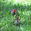 Brown and red crested cardinals