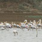 Rosy pelicans,Painted stork,Greater flamingoes