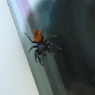 Red backed jumping spider