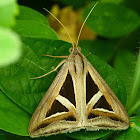 Semi-looper moth