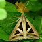 Semi-looper moth