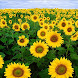 Girasole HD Wallpaper
