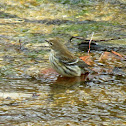 Yellow-rumped Warbler