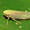 Leaf hopper
