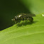 Syrphid Fly