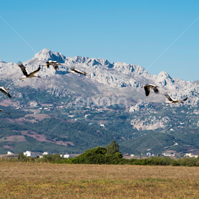 The Gathering by Mohammad Alqorashi - Animals Birds