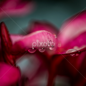 Spiral Caribbean Flower by Scott Trageser - Flowers Flowers in the Wild