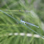 White-legged Damselfly