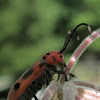 Large Milkweed Beetle