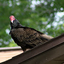 Turkey Vulture