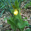 Yellow ladyslipper