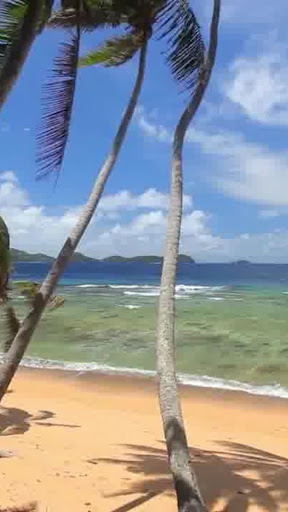 Beach Palms Live WallPaper