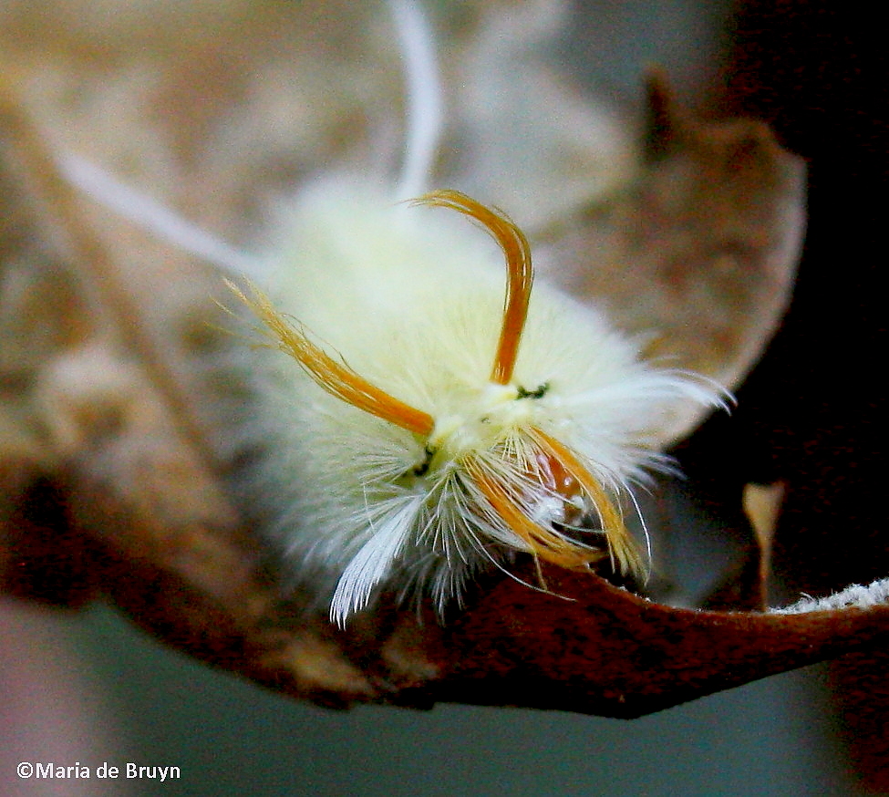 Sycamore tussock moth