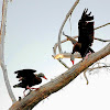 Black-Bellied Whistling-Ducks