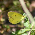 Orange Sulphur Butterfly