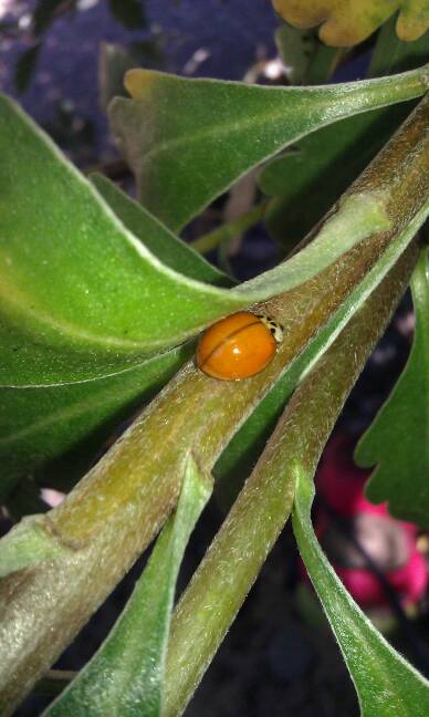 Asian Multicolored Ladybug