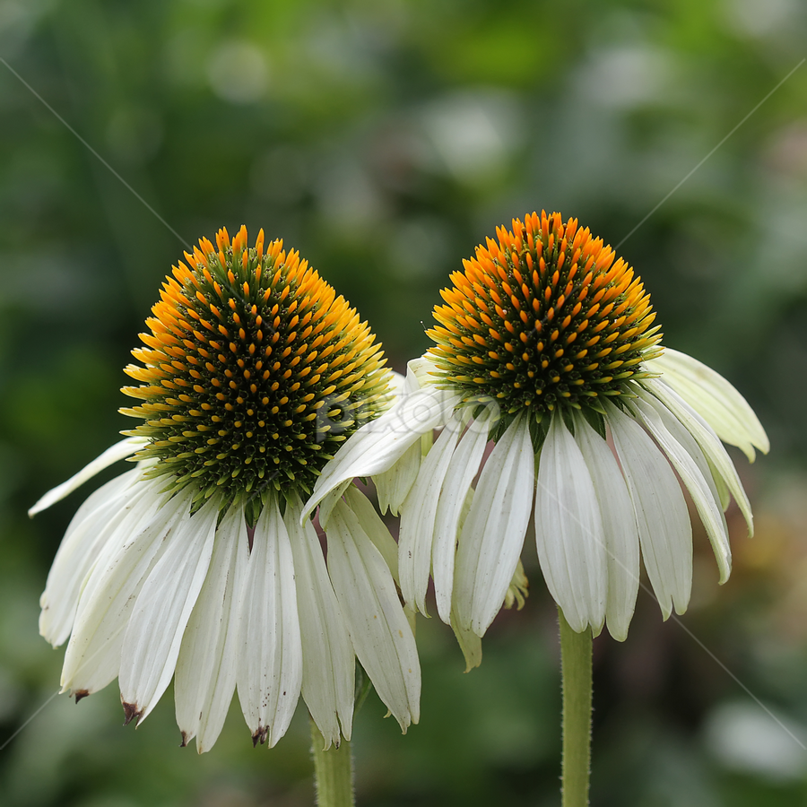 Coneflowers by Nikola Vlahov - Flowers Flower Gardens