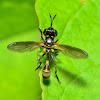 Thick-Headed Fly