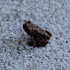 Southern Toad