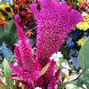 Celosia