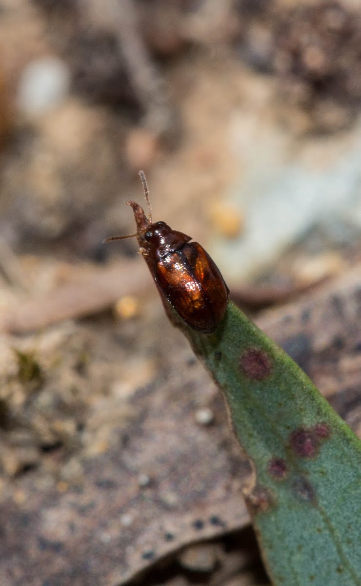 Flea Leaf Beetle